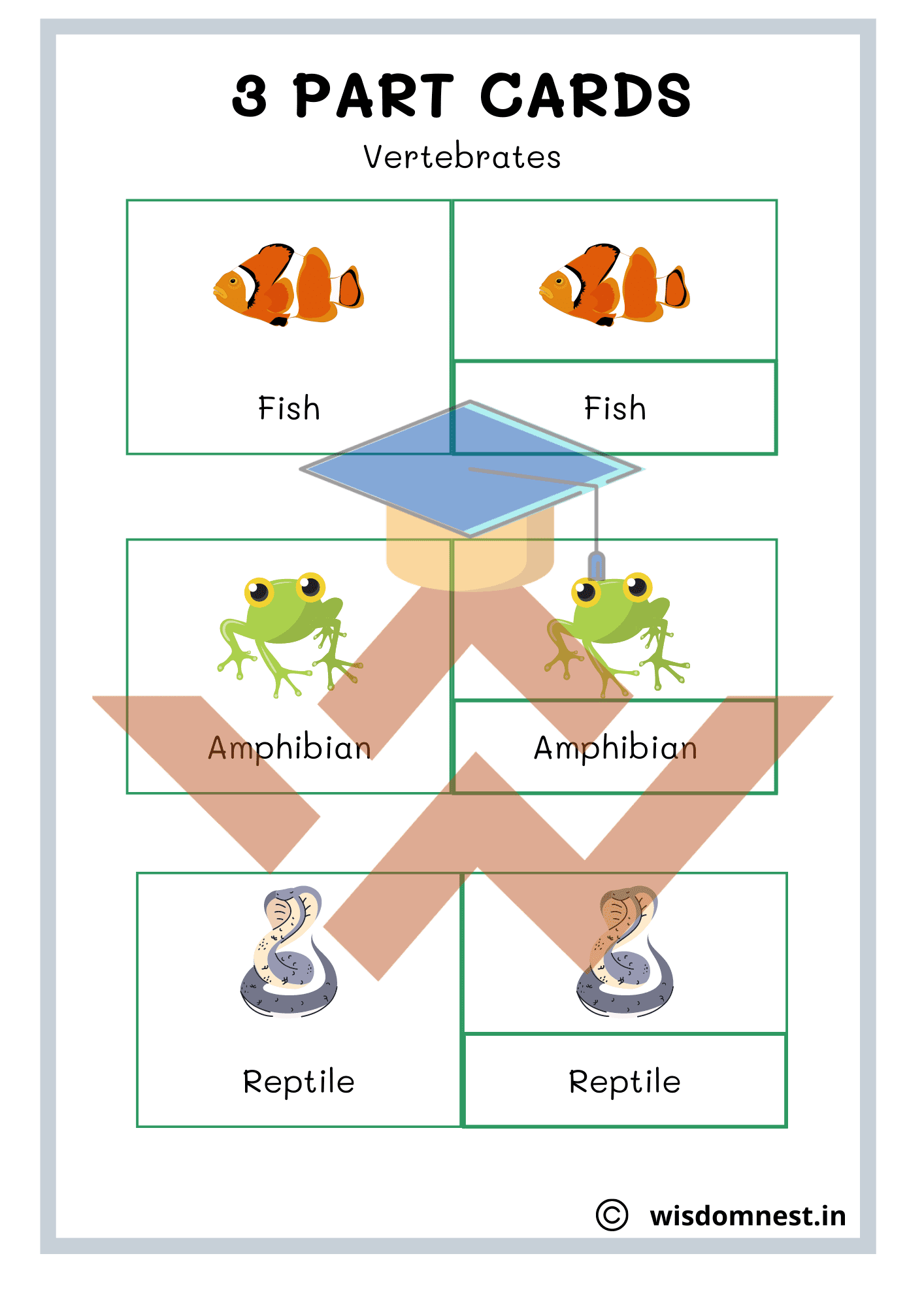 types of animal worksheet