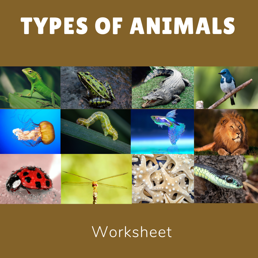 Types Of Animals Worksheets For Grade 3 - Printable Templates Free