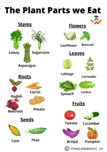 Plants that we eat