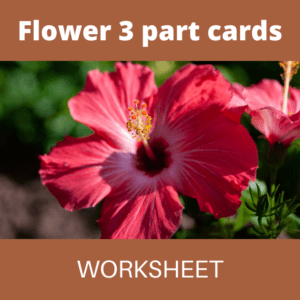 Parts of Plant Worksheet